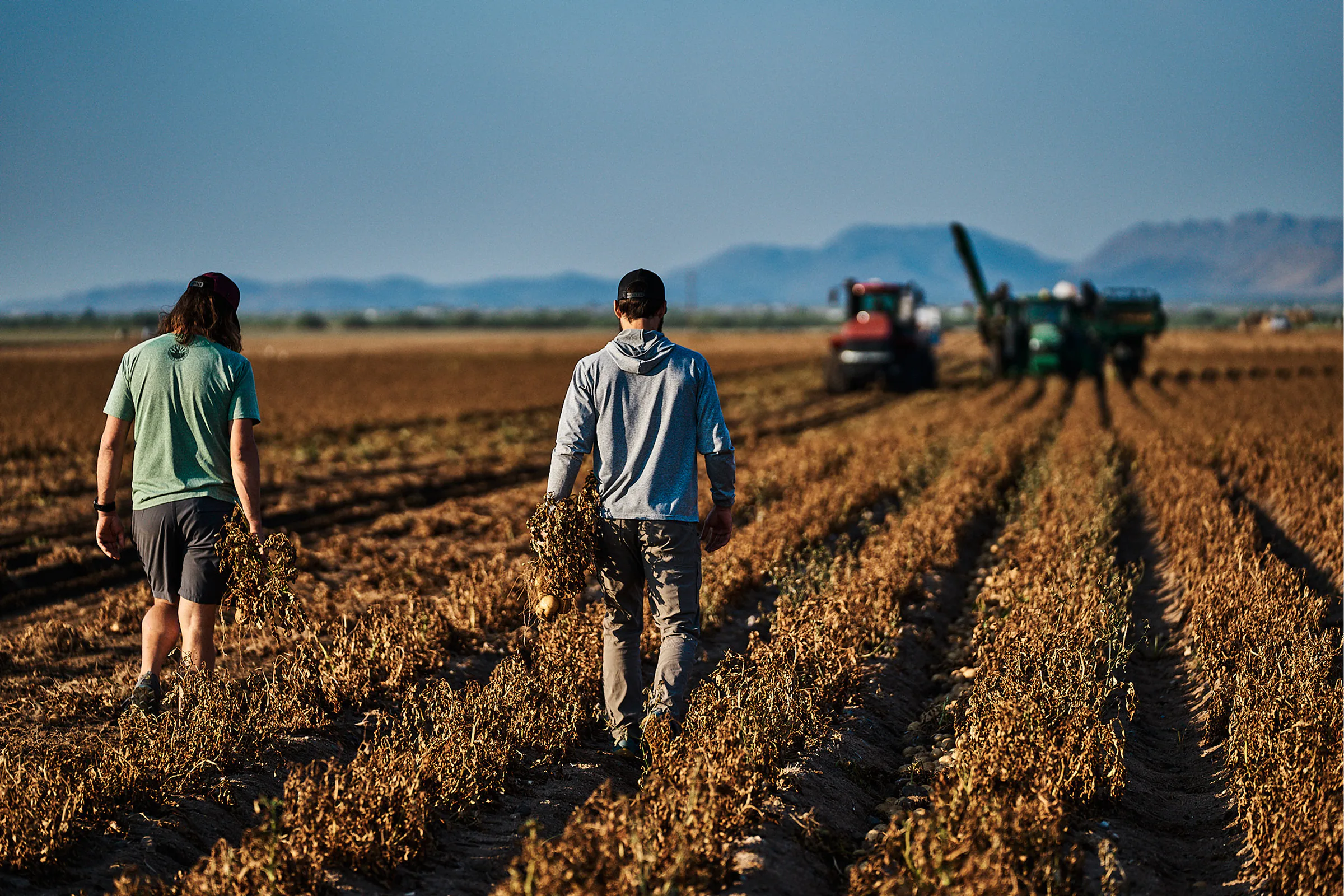 A Digs potato field ready for harvest.